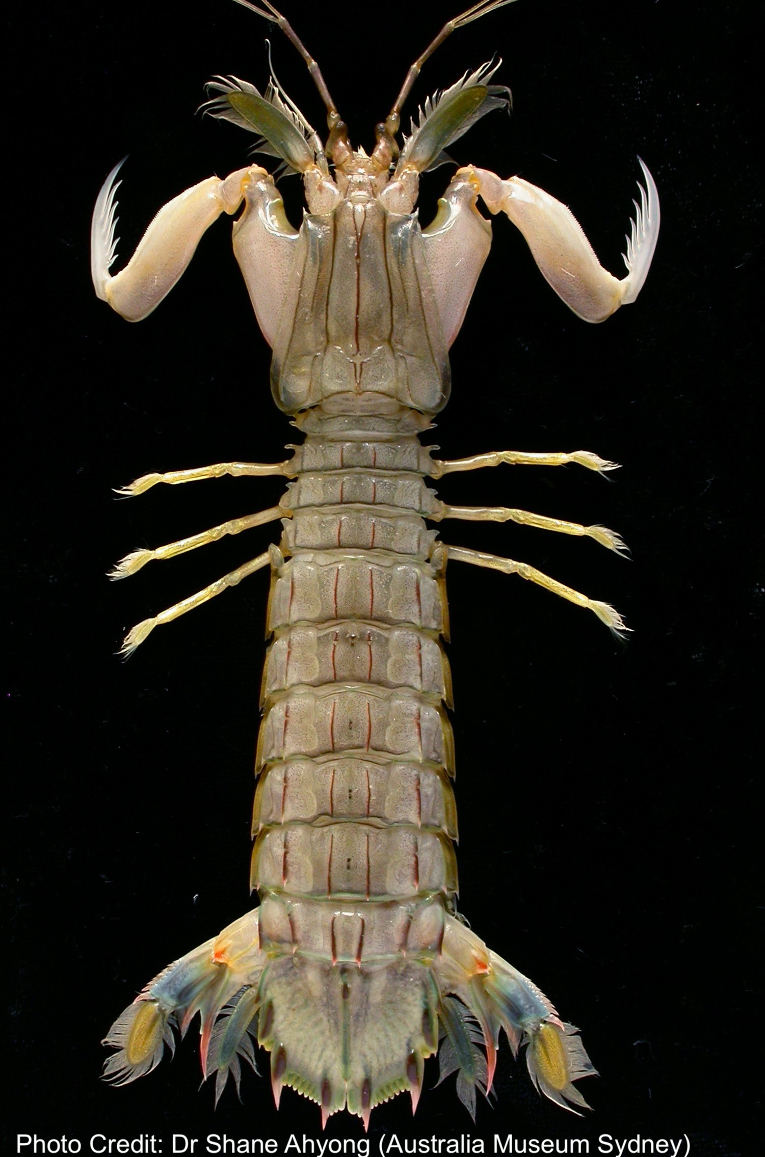 Oratosquilla oratoria credit dr shane ahyong, australian museum sydney